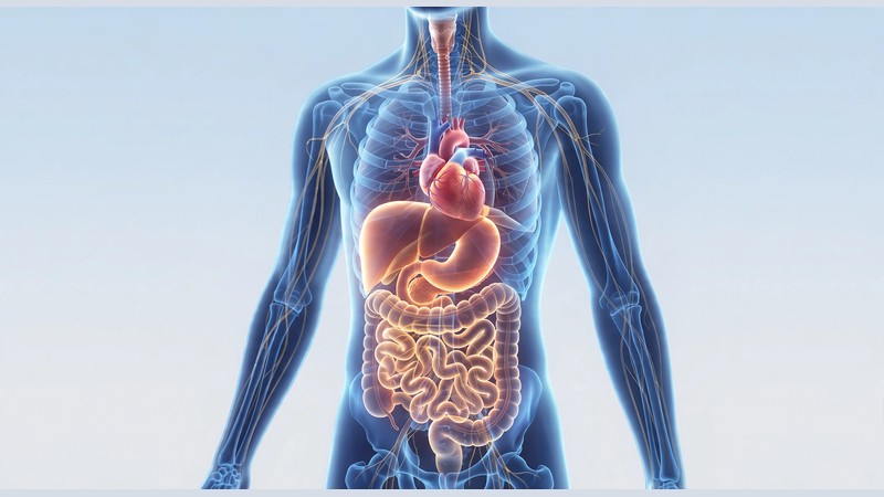 Medical illustration of the human body showing the internal organs
